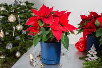 Des poinsettias sur une table devant un sapin de Noël