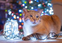 Un chat joue avec une guirlande lumineuse devant un sapin de Noël