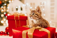 Un chaton joue avec des cadeaux de Noël