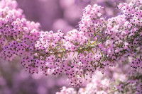 Une branche en fleurs de bruy&egrave;re de No&euml;l