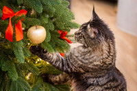 Un chat joue avec une boule dans un sapin de No&euml;l