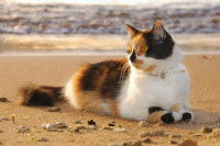 Un chat tricolore allongé au soleil sur la plage