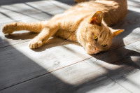 Un chat roux exposé à la lumière du soleil dans un appartement