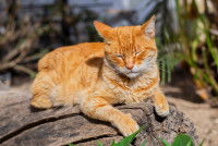 Un chat roux couché sur un tronc d'arbre au soleil