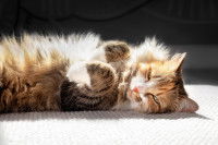 Un chat couché sur le dos au soleil