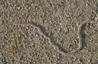 Une file indienne de chenilles processionnaires marche sur le sol