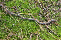 Des chenilles processionnaires se déplacent sur le sol