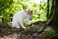 Un chat blanc et roux fait sa toilette dans une forêt