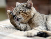 Un chat gris se lèche la patte avant