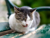 Un chat assis sur un banc bave