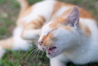 Un chat blanc et roux se gratte l'oeil avec la patte
