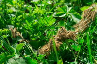 Des chenilles processionnaires marchent dans les hautes herbes