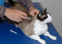 Un vétérinaire fait une piqûre à un chat dans une clinique