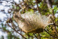 Un nid de chenilles processionnaires dans les branches d'un pin