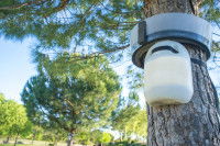 Un piège à chenilles processionnaires posé sur un pin