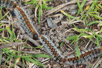 Des processionnaires marchent en file indienne sur le sol