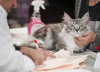 Un chat tigré blanc et gris chez le vétérinaire