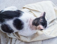 Un chat noir et blanc souffrant d'une perte de poils au niveau de la nuque