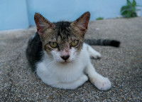 Un chat de rue souffrant de la démodécie