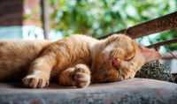 Un chat tigré roux couché d'une un lit