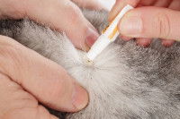 Un maitre applique un produit antiparasitaires acaricides