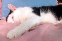 Un chat malade couché sur un lit