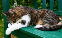 Un chat fatigué allongé sur un banc dans le jardin
