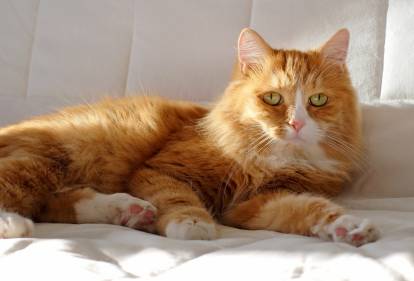 L'eczéma chez le chat : symptômes, causes, traitements et prévention
