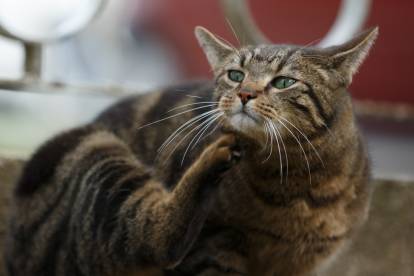 La dermatite du chat stressé : comment réagir ?
