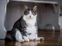 Un gros chat diabétique assis sur le sol