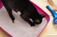 Le début de la glycosurie