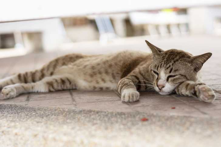 Le Diabete Du Chat Symptomes Traitement Esperance De Vie