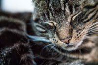 Le traitement pathologique