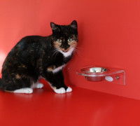 Un chat tricolore assis près de sa gamelle