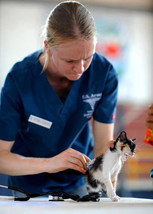 Diarrhee Du Chat Causes Et Traitement Des Diarrhees