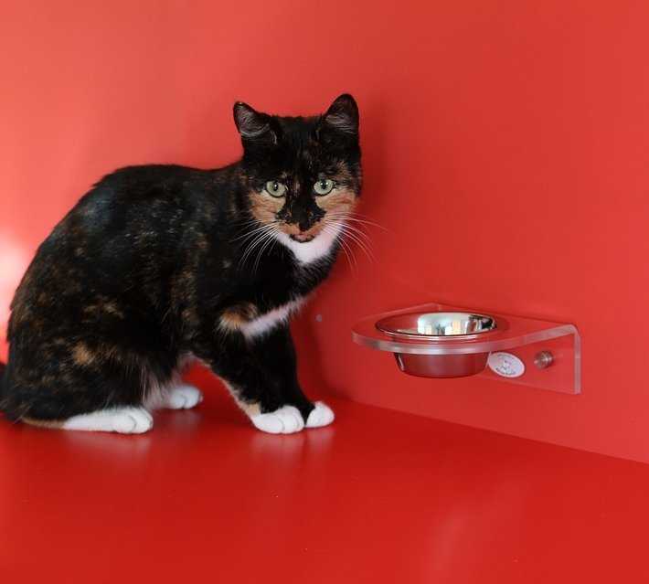 Diarrhee Du Chat Causes Et Traitement Des Diarrhees