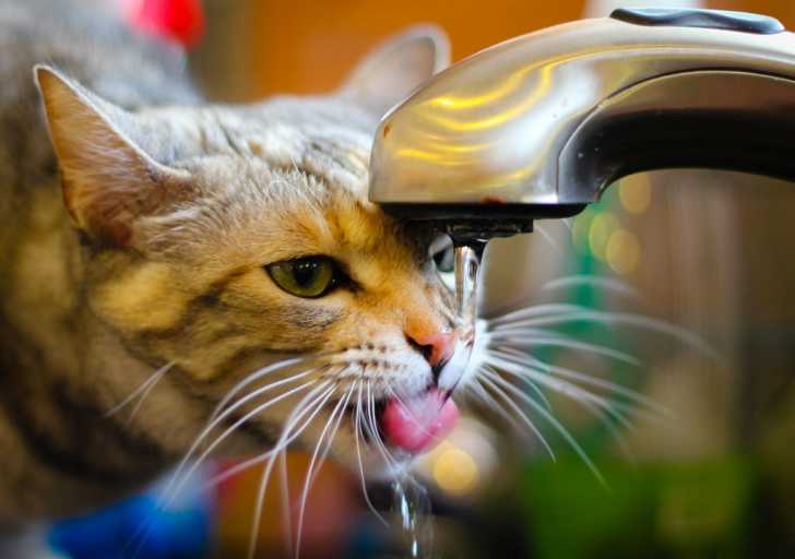 Diarrhee Du Chat Causes Et Traitement Des Diarrhees