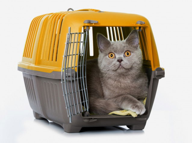 Un Scottish Fold dans une cage de transport trop étroite