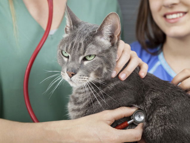 Un chat se faisant ausculter par une vétérinaire