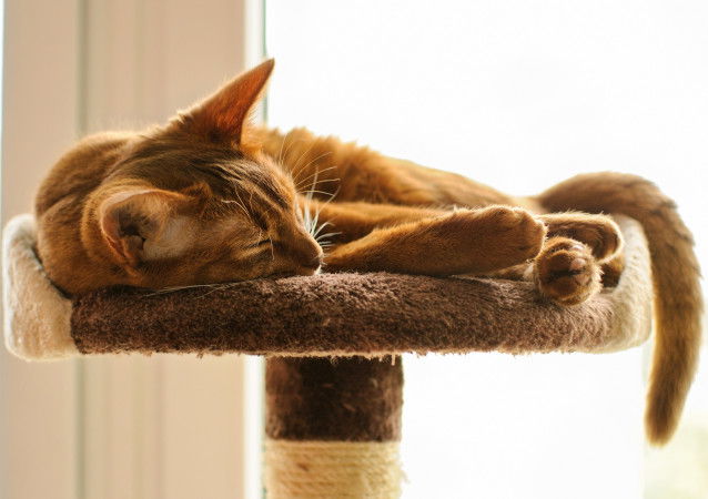Un chat tigré roux dormant sur un arbre à chat