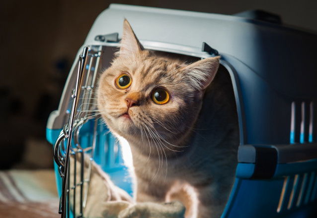 Un chat sortant de sa cage de transport