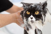 Un chat blanc et noir prenant une douche