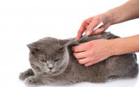 Un gros chat gris recevant une injection