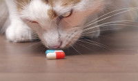 Un chat reniflant deux pilules de médicament