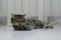 Un chaton gris tabby mange un câble