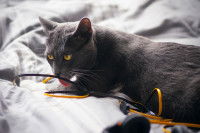 Un chat gris lèche le câble jaune sur un lit