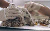Un vétérinaire fait un examen à un chaton