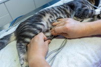 Un vétérinaire place un chat tigré sous électrocardiogramme
