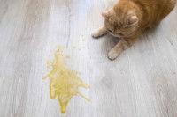 Un chat a vomi jaune sur le parquet