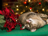 Un chat intoxiqué à côté d'une plante